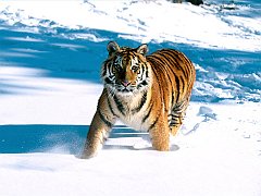 Majestic Grace, Siberian Tiger copia